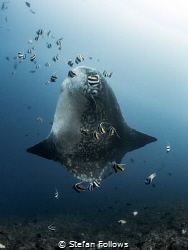 Sunny Side Up

Southern Ocean Sunfish - Mola ramsayi

... by Stefan Follows 